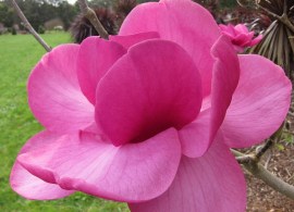 magnolia-flower-large-wfumgvmcrbtx - kopiya